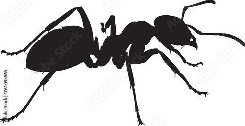 Black silhouette of an ant on a white background with wildlife, silhouette