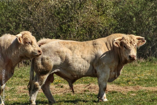 Taureaux charolais dans un pré en Bourgogne 
