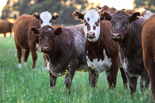 Cattle Herd in the Argentine countryside, La Pampa Province, Patagonia, Argentina.