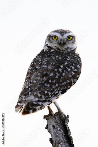 Burrowing Owl perched, La Pampa Province, Patagonia, Argentina.