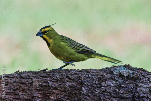Yelow Cardinal, Gubernatrix cristata, Endangered species in La Pampa, Argentina