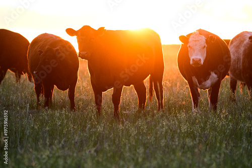 Cattle Herd in the sunset, Argentine countryside, La Pampa Province, Patagonia, Argentina.