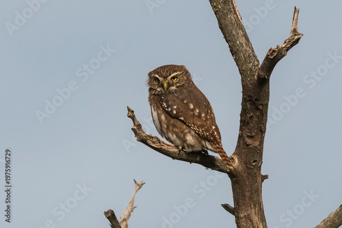 Ferruginous Pygmy owl, Glaucidium brasilianum, Calden forest, La Pampa Province, Patagonia, Argentina.