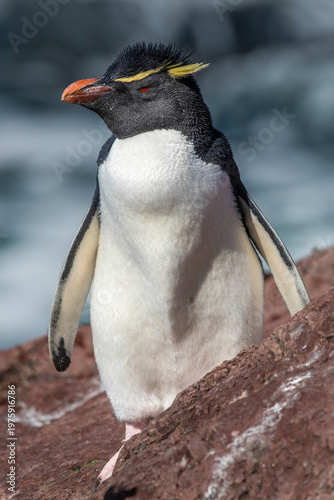 Rockhopper Penguin in Penguin Island,Puerto Deseado, Santa Cruz Province, Patagonia Argentina