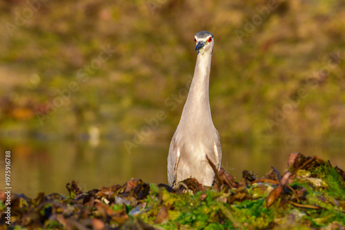 Black crowned Night heron,Nycticorax nycticorax , in intertidal environment, Puerto Deseado Santa Cruz, Patagonia, Argentina.