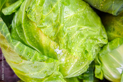 Bild auf Leinwand Close up view of fresh green cabbage with water drops