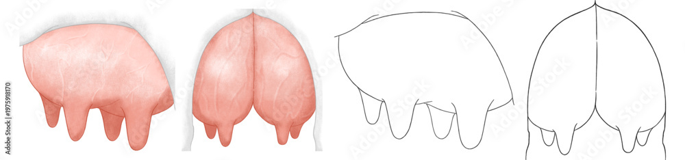 Fototapeta premium Two sets of udder illustrations painted in charcoal pencil style; udder outline