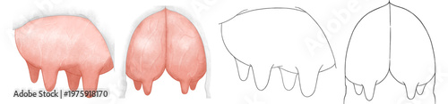 Two sets of udder illustrations painted in charcoal pencil style; udder outline