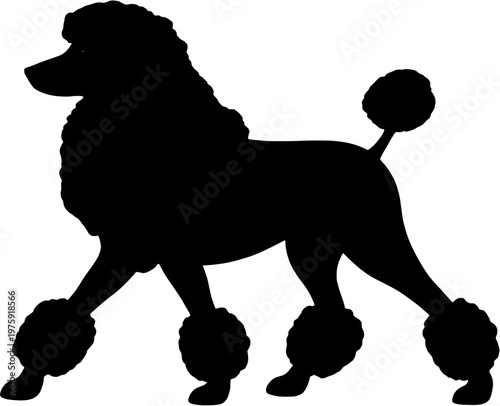 Poodle Silhouette Standing Dog Vector Illustration