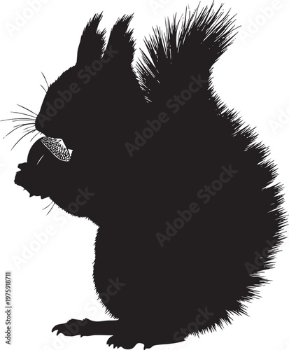 Silhouette of a squirrel eating a nut with bushy tail black and white squirrel