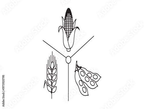 Botanical illustration of corn wheat barley and rye grains with detailed structures