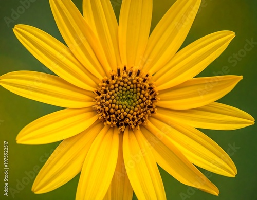 Close-up of a vibrant yellow flower with a textured center