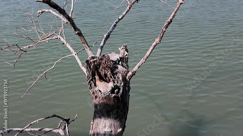 Zebra Dove perched on a dry hollow tree branch over the water.
