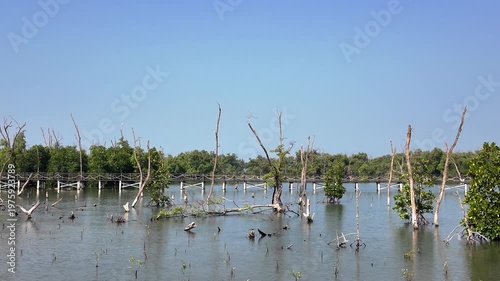 Wooden bridge walkway through the mangrove forest with dry dead trees