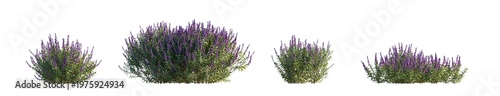 Foto salvia leucantha (mexican bush sage, velvet sage) isolated PNG on a transparent