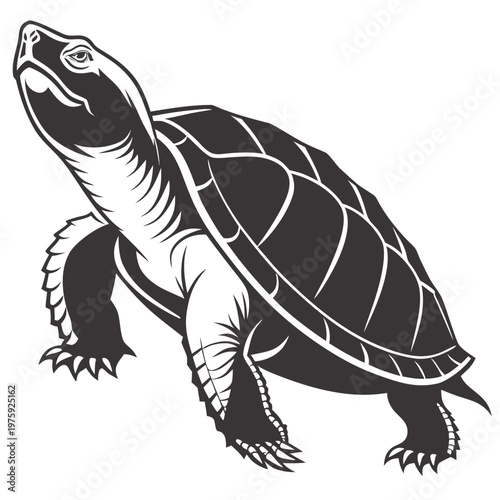 Turtle, black and white vector illustration, reptile animal, wildlife graphic