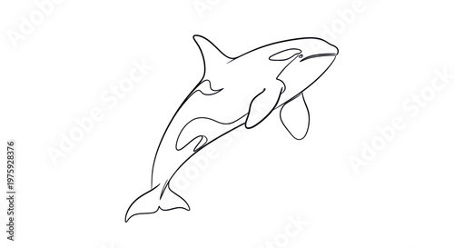Elegant minimalist killer whale line art illustration on white.