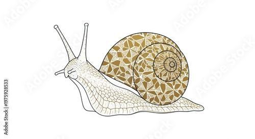 Stylized illustration of a snail with a geometric patterned shell.