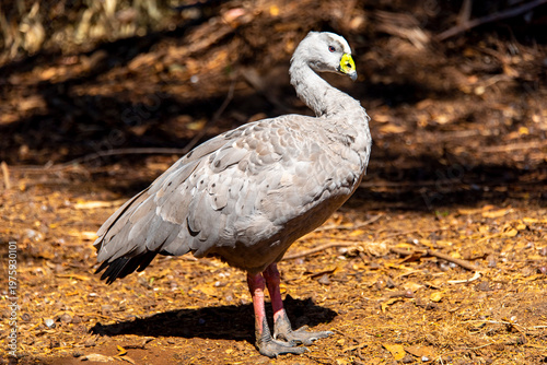 Cape Barren Goose - Tasmania