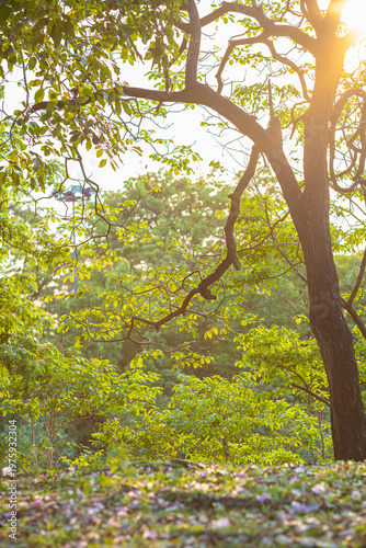 Green tree city public park sunset light nature background