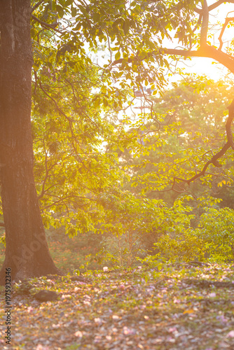 Green tree city public park sunset light nature background