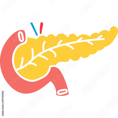 Human Pancreas Anatomy Vector Illustration