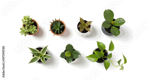 Collection of small potted green houseplants in overhead shot, perfect for home decor and interior design inspiration