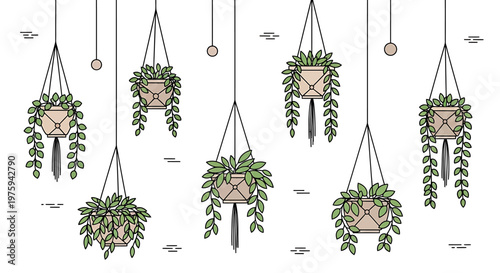 Collection of hanging potted plants with green leaves, decorated in macrame hangers, suspended from above