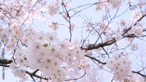 Blossoming pink Sakura flowers close-up, beautiful spring background.
