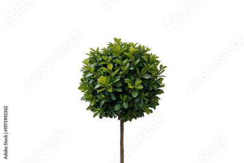 Green buxus topiary tree, a neatly trimmed round bush providing decoration and natural beauty, isolated with a transparent background