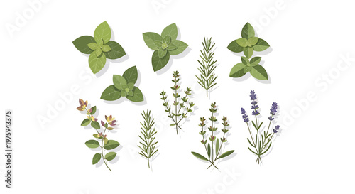 A vibrant collection of fresh herbs and aromatic plants, perfect for culinary and decorative uses