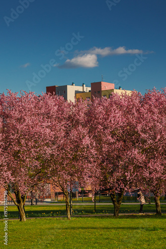 Picturesque springtime scenery featuring vibrant pink sakura blossoms on tree branches in a sunny public park in Opole, Poland. Awakening of nature, vivid colors, and a peaceful outdoor atmosphere. Pe