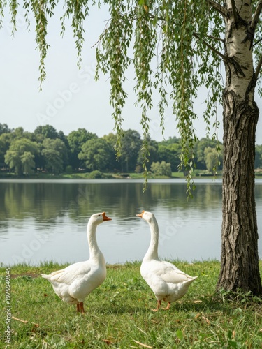 Two White Geese Standing on Green Grass Near a Calm Lake with Weeping Willow Tree Branches Hanging Overhead in a Peaceful Natural Park Setting