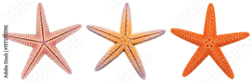 Obraz na plátně Colorful starfish, showing unique textures and details, isolated on transparent background