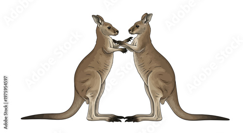 Two Kangaroos Sparring Boxing and Interacting Vector Illustration Isolated on White Background