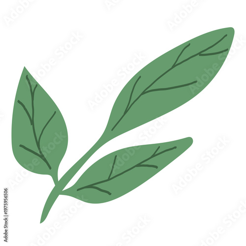 Hand drawn fresh green spinach leaves vector illustration. Healthy organic leafy greens, vegan food ingredient, simple flat plant icon on white.