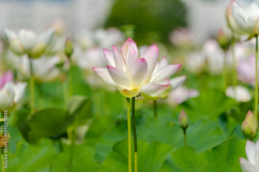 Fototapeta premium 夏の光に包まれて美しく咲くピンクと白のハスの花と緑の葉の風景。背景に広がる蓮池と柔らかなボケ味が幻想的な癒やしの自然素材。コピースペースもありWebサイトや広告のデザインに最適。