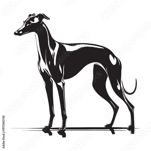 Whippet, Sleek, Fast, Agile, Graceful, Elegant, Speedy, Athletic, Slender, Smooth, Short-haired, Gentle, Calm, Friendly, Loving, Loyal, Playful, Quiet, Intelligent, Sensitive, Companion, Family.