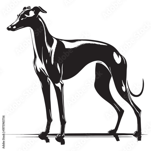 Whippet, Sleek, Fast, Agile, Graceful, Elegant, Speedy, Athletic, Slender, Smooth, Short-haired, Gentle, Calm, Friendly, Loving, Loyal, Playful, Quiet, Intelligent, Sensitive, Companion, Family.