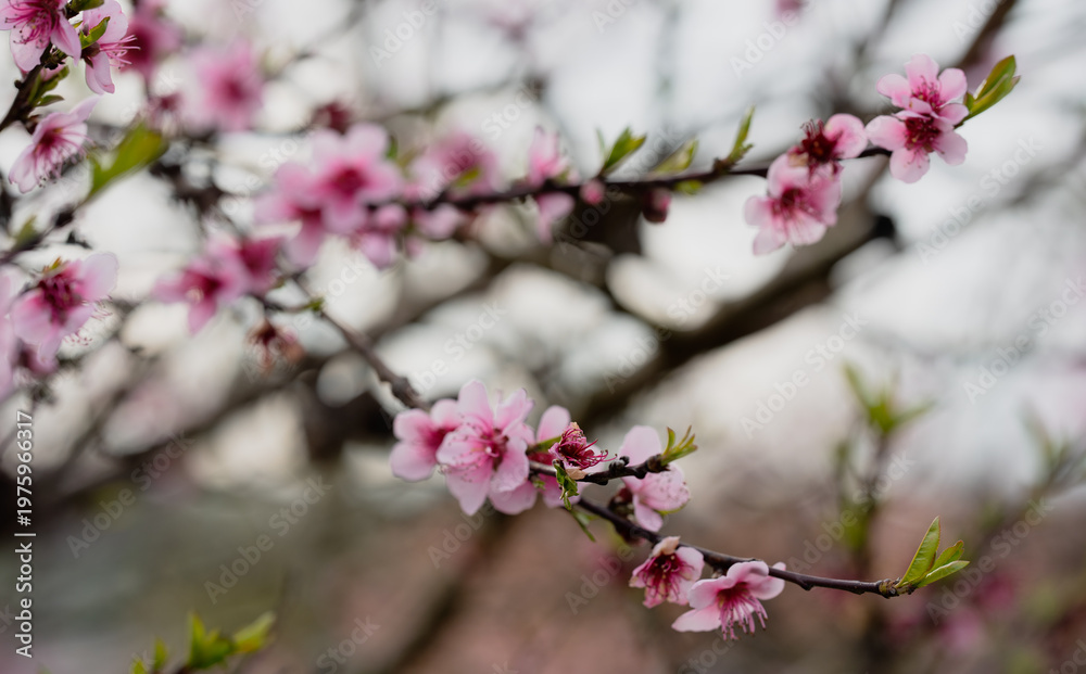 Fototapeta premium Pink Spring Blossoms on Tree Branch with Soft Bokeh