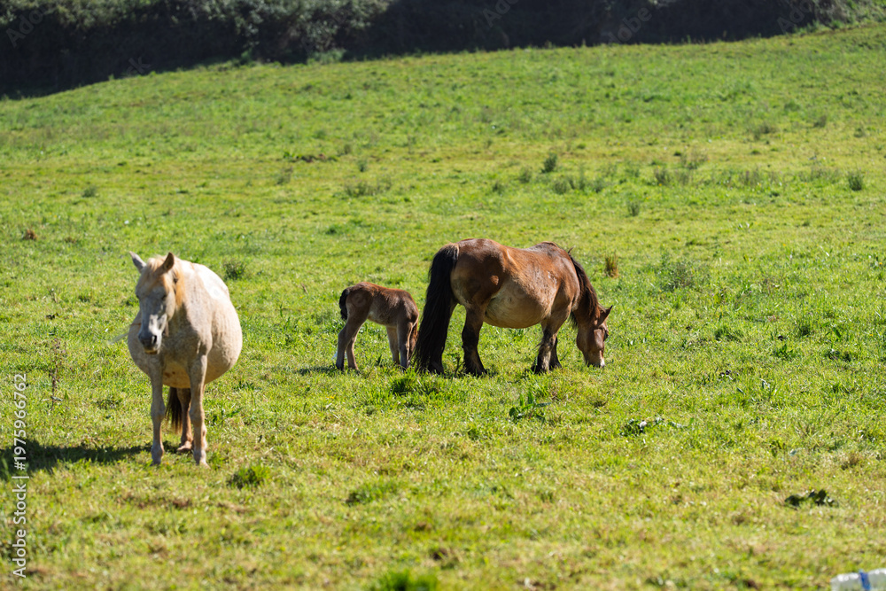 Fototapeta premium Ponies and Foal Grazing in Sunlit Green Meadow
