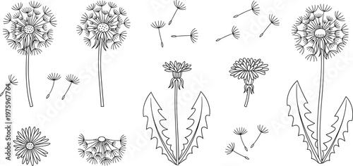 Dandelion Line Art Set Flower Seeds Leaves Botanical Elements Outline Floral Collection Vector Illustration