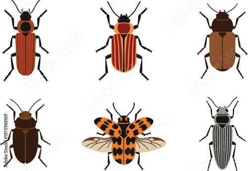 Beetle Insect Illustration Icon Set with Different Species and Wing Patterns for Entomology Nature Education and Wildlife Design Collection