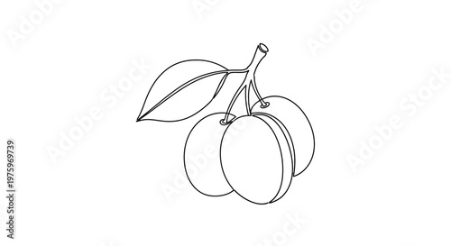 A Simple Line Drawing of Three Plums on a Stem with Leaves