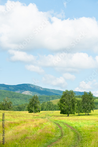 Green trees and grass in a forest meadow at sunny day. Country road in the field. Mountains and the blue sky with clouds in the background.