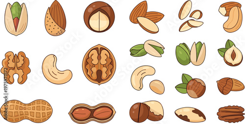 Assorted Nuts Illustration Set with Almond Pistachio Walnut Cashew Peanut and Hazelnut Varieties for Healthy Food Snack Design Collection