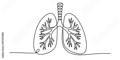 A continuous single line drawing of human lungs showing the trachea and bronchial tree structure Vector, illustration