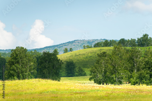 Green trees and grass in a forest meadow at sunny day. Mountains and the blue sky with clouds in the background.