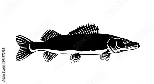 Black and white illustration of a Zander fish on a white background