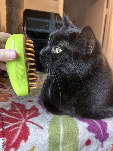 Close Up of a Black Cat Sniffing a Green Grooming Brush.
